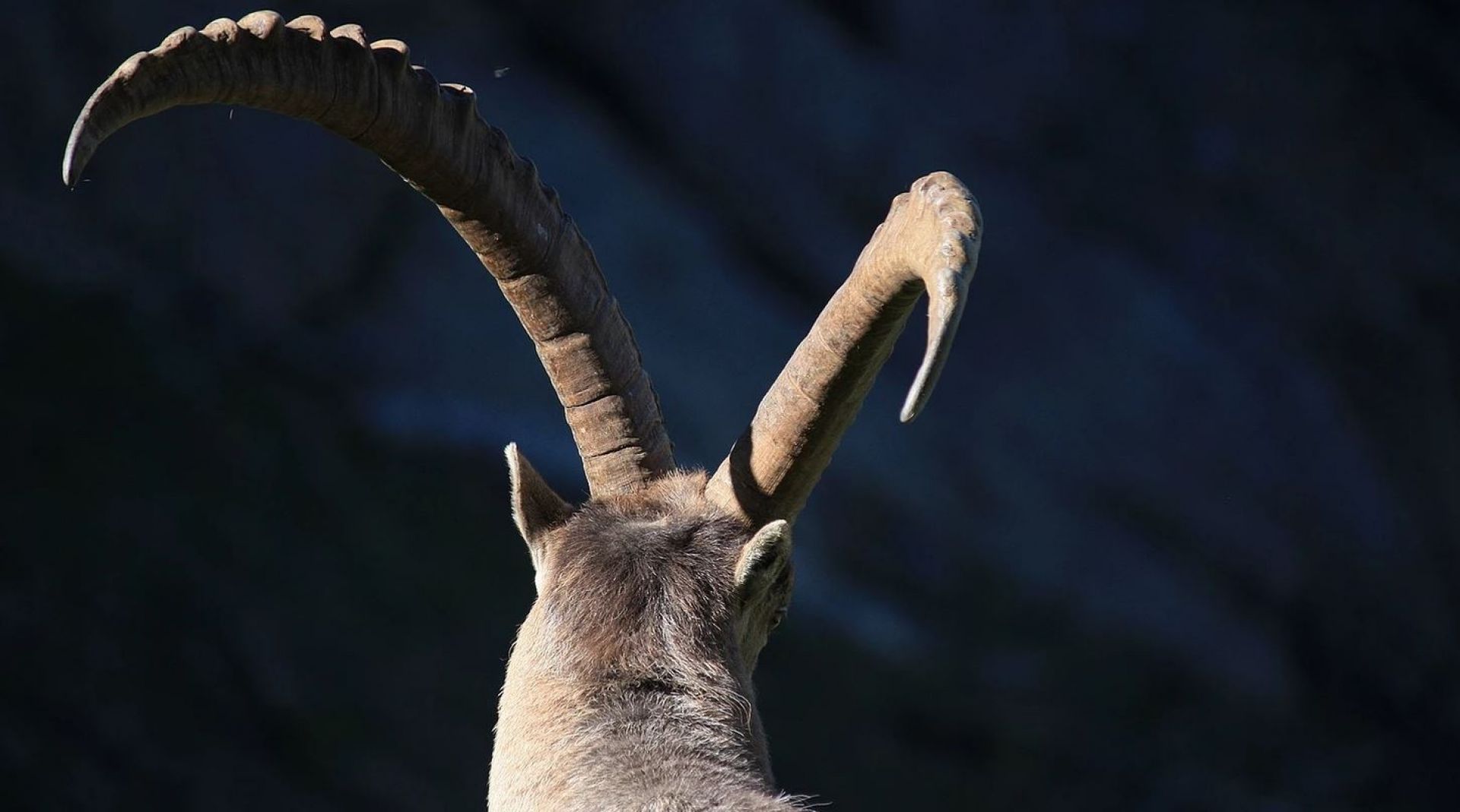 Que dire des bouquetins ?